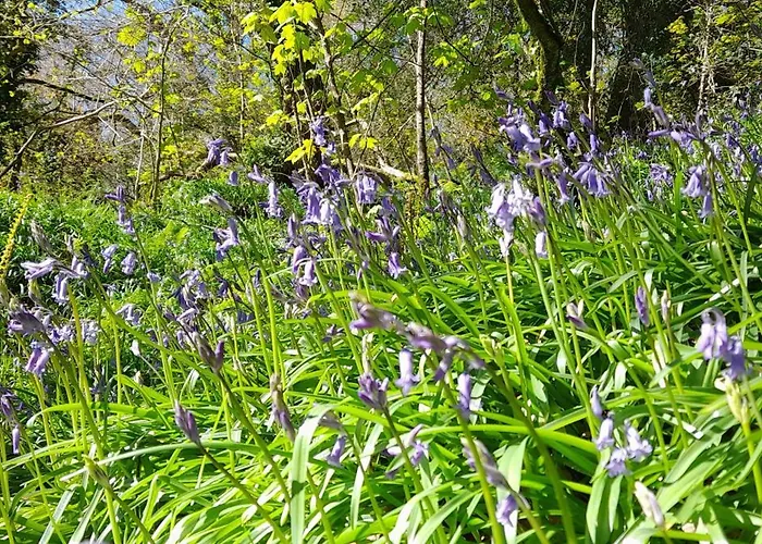 Wisteria Barn, Trewethen, St Teath, Nr Port Isaac