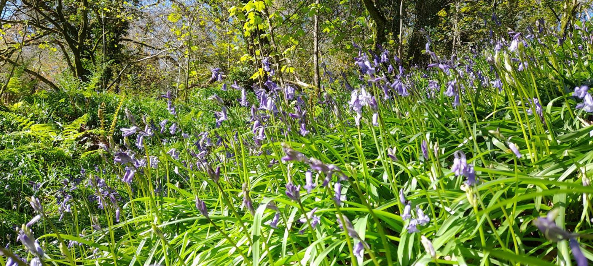 Wisteria Barn, Trewethen, St Teath, Nr Port Isaac